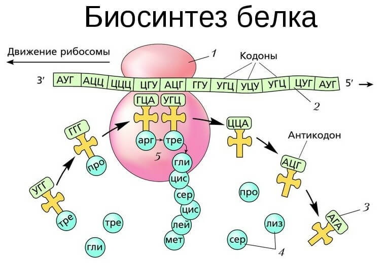 Биосинтез аминокислот в промышленности